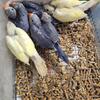 Birds,ringnecks parrots