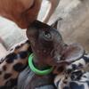 Sphynx Kittens hairless kittens TICA Titled Sphynx Black Elf Kitten Ohio zip code 44270 text 234-706-4485