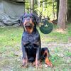 LAST AKC Male Rottweiler Puppy 