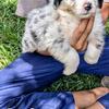 Australian Shepherd puppies family raised in Dalton,GA