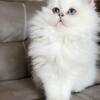 Doll Face Fur-Babies