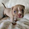 Exotic Micro American Bully