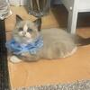 Male Ragdoll 