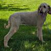 Annie - standard labradoodles