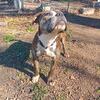American Bulldog / Pitbull mix 