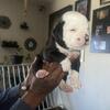 American Bulldog 