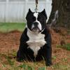 Prettia olde English Bulldogge x French bulldog 