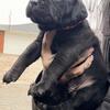 Full Blooded Cane Corso Puppy Champion Bloodline Available Before Christmas ICCF Registered 