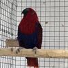 Eclectus females 