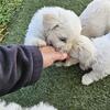 Maltipoo Puppies 