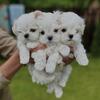 Beautiful Maltese Puppies Ready 