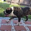 Male bandog 