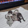 New Born Merle Pitbull Terriers Now Available for Purchase