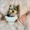 Adorable Yorkie Pupppy I can HAND deliver