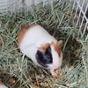 9 week old female Guinea pigs looking for their forever home