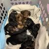 Mini long haired dachunds