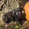 Yorkiepoo Puppy for sale in Michigan at wrennspuppies.com