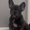 French bulldog puppy 