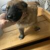 German Shepherd /Great Pyrenees mix puppies for sale!
