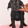 Cane corso puppies available