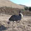 Male Emu for sale