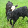 Heifer Calves for Sale