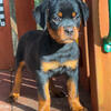 AKC Rottweiler puppies