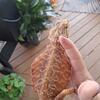 High red leatherback Bearded Dragon female!
