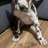 Great Dane Puppies