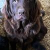AKC intact Adult Female Newfoundland