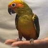 Dominant red Sun Conures & Sunconures  available if still up