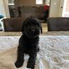 Giant Schnauzer puppies