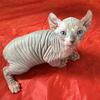 SPHYNX babies