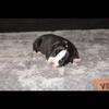 Black/White Micro American Bully Female