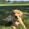 Yellow lab lily
