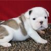 Healthy English Bulldog Puppies Available