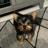 Yorkie teacup babies 8 weeks old