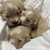 Scrumptious mini goldendoodles