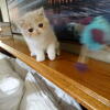 Exotic Shorthair kittens Available, CFA