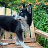 AKC SIBERIAN HUSKY PUPPIES (WE ARE LICENSED & USDA INSP) SERVING NEW ENGLAND SINCE 2014