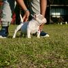 American Bully (Micro)