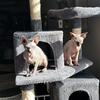 2 Male Sphynx Kittens 