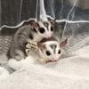 Sugar gliders, bonded male pair 