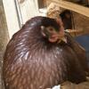 Rhode Island Red Hens