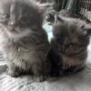 Hymalian  mixed Kittens 