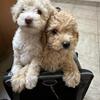 Adorable toy poodles