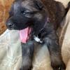 German Shepard puppies look for forever homes 