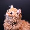 Selkirk rex female kitten 