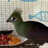 Father’s Day turaco sale 
