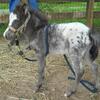 ALL HAVE BEEN SOLD -  AMHA/AMHR 2024 Miniature horse colt and fillies